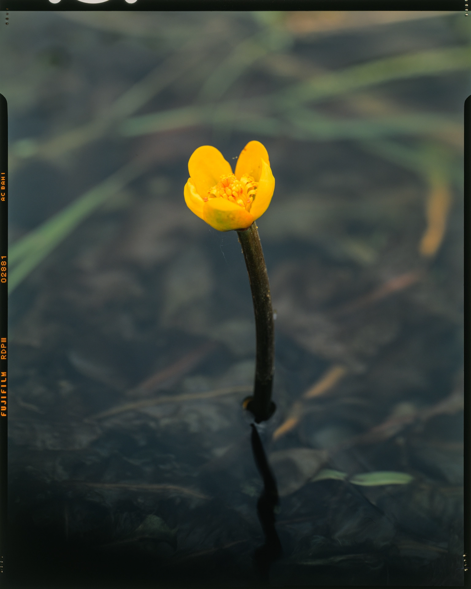 Nuphar submersa